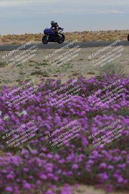 media/Jan-14-2023-SoCal Trackdays (Sat) [[497694156f]]/Turn 14 Exit Bloomig (145pm)/